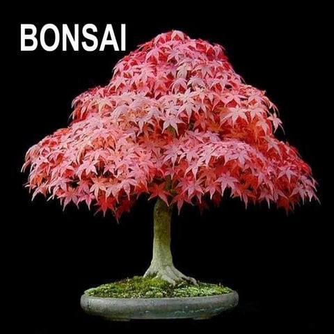 Bonsai trees 