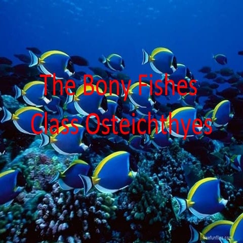 Bony fish powerpoint