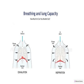 Understanding Breathing Mechanics and Lung Capacity: Inhalation and ...