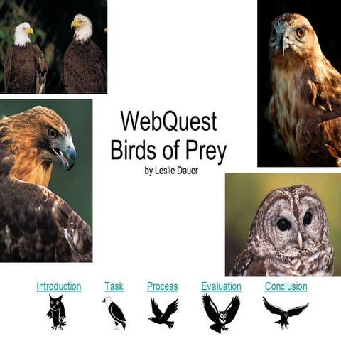 Red tailed hawk | PPT