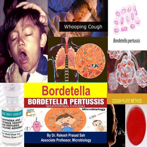 Bordetella