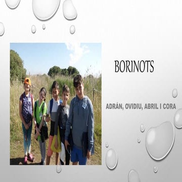Borinots 