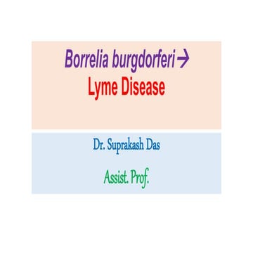Borrelia lyme disease