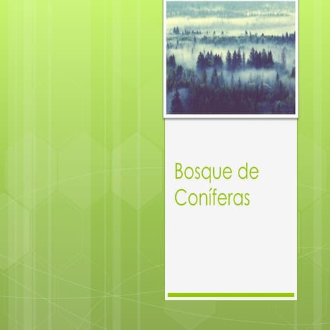 Bosque de coníferas