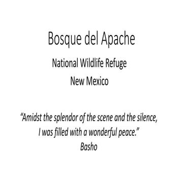 Bosque del Apache: Silence & Solitude in New Mexico