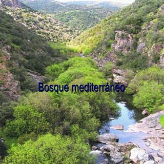 Bosque mediterraneo