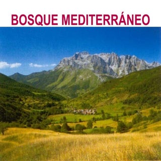 Bosque mediterraneo