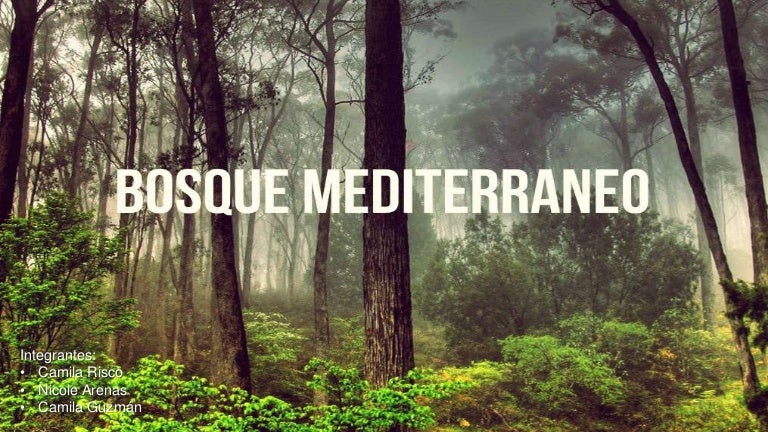 Bosque mediterraneo