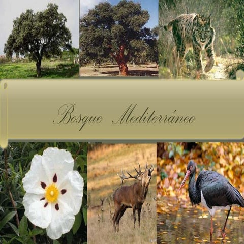 Fauna mediterránea y cantábrica