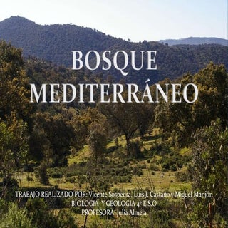 Bosque mediterráneo 