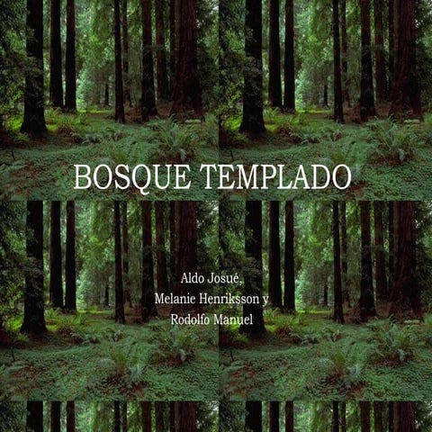 Bosque templado