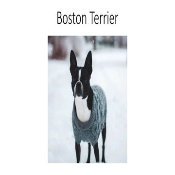 10+ Cutest Gifts for Boston Terrier Lovers