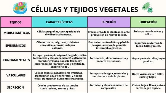 Botánica .pdfdfgggghhggggfffffffffffffff
