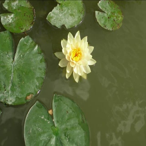 Botanicgardensslides