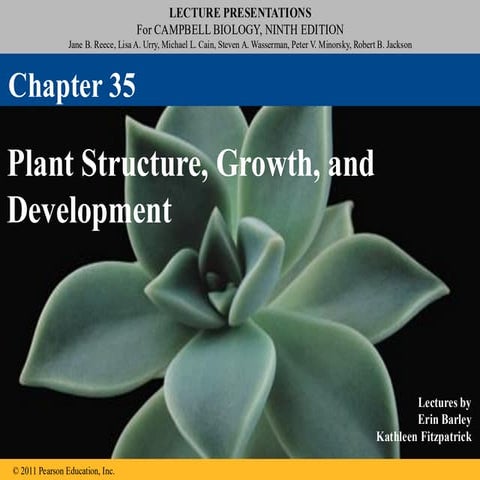 Shoot and root apical meristem | PPTX