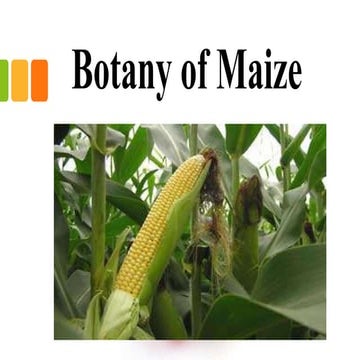 Botany of maize