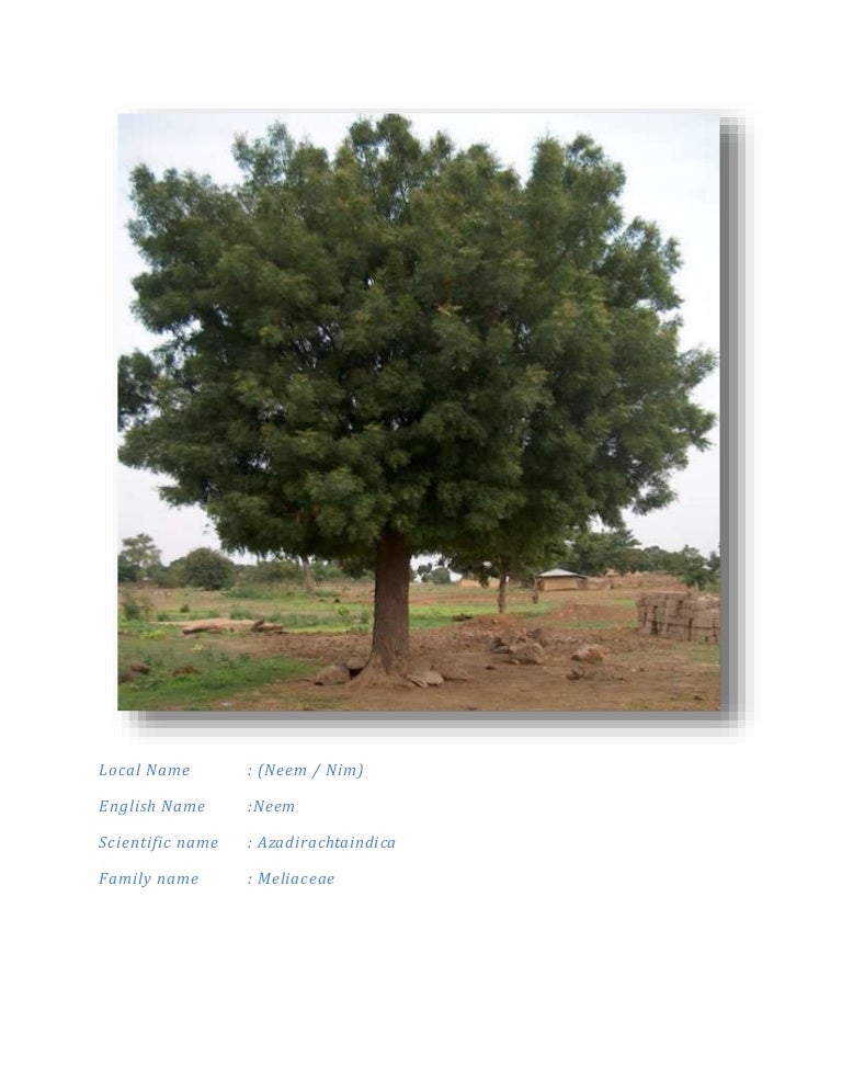 plants found in thar desert