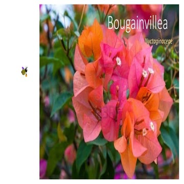 Jane's Presentation for May 