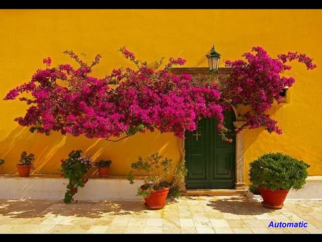 Bougainvillea glabra