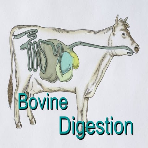 Bovine Digestion