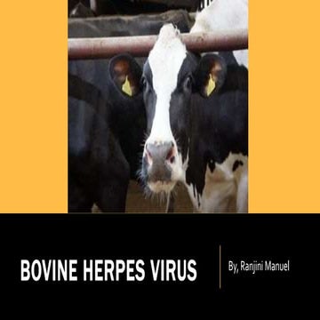 Bovine herpes virus 1 affections -(Infectious bovine rhinotracheitis virus, Infectious pustular vulvovaginitis, and associated diseases)