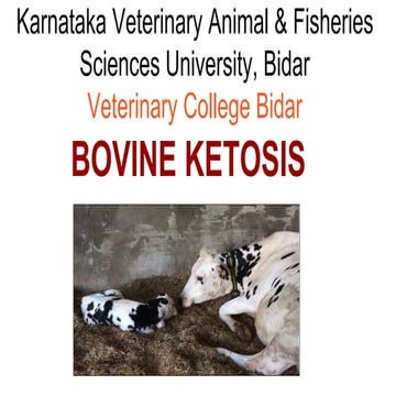 bovine ketosis-3.pptx gives an overall view about Bovine ketosis