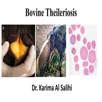 Bovine theileriosis
