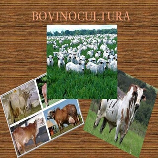 Bovinocultura