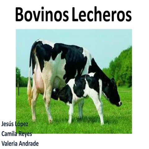 Bovinos lecheros