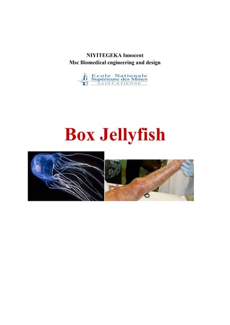Box jellyfish