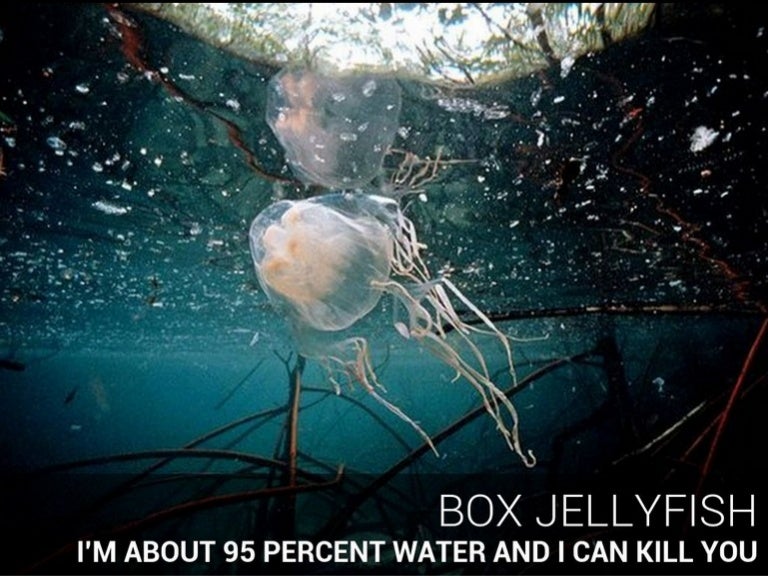 Box jellyfish I'm about 95 percent water and I can kill you