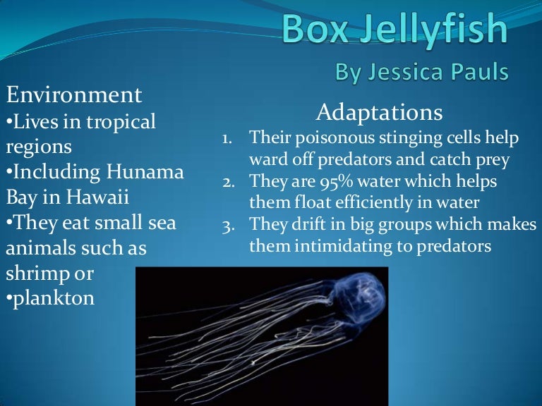 Box Jellyfish Jessica Pauls Box Jellyfish Jessica Pauls