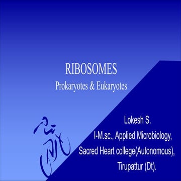 Ribosome ppt structure and functions overview | PPTX