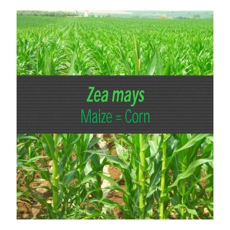Bpt1242 01 zea mays