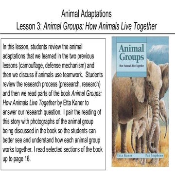 Lesson 3 animal adaptations (animal groups) | PPTX