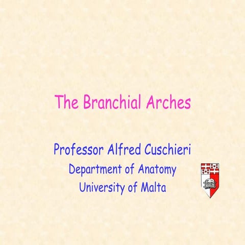 brachial arches  and derivatives .