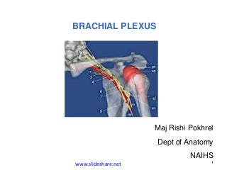 'brachial plexus' on SlideShare