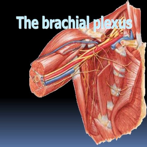 Brachial plexus