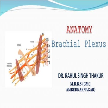 Brachial plexus by Dr. Rahul Singh Thakur