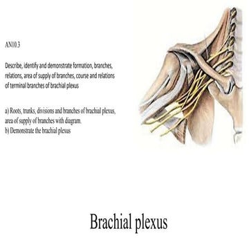 Brachial plexus.pptx