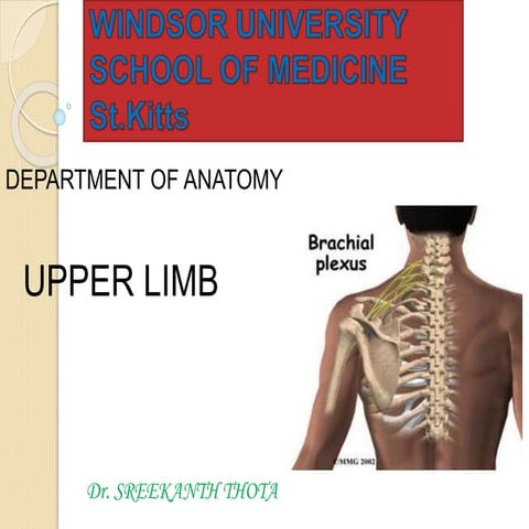 Brachial plexus.ppt