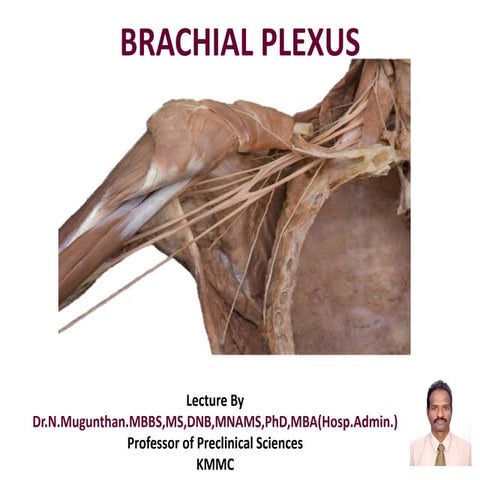BRACHIAL PLEXUS -Lecture Notes By Prof.Dr.N.Mugunthan. KMMC Medical College