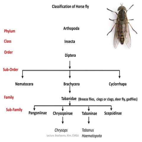 Brachycera (tabanus), Md Abdul Alim, CVASU, Bangladesh