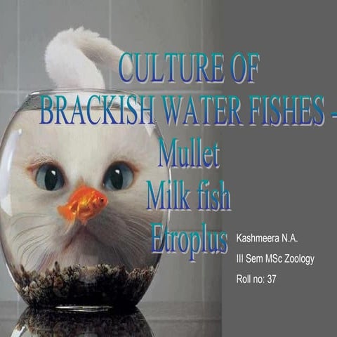 Brackish water aquaculture 007