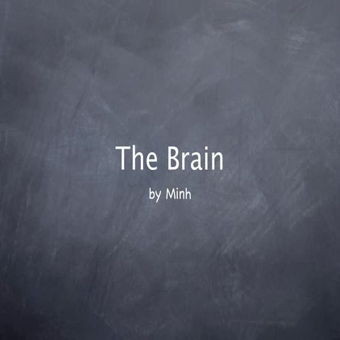 Brain | KEY