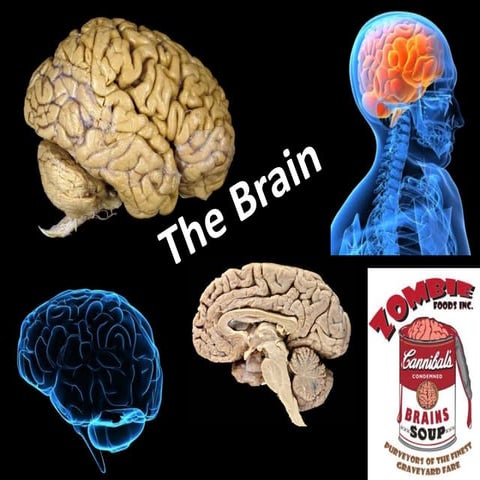 Brain