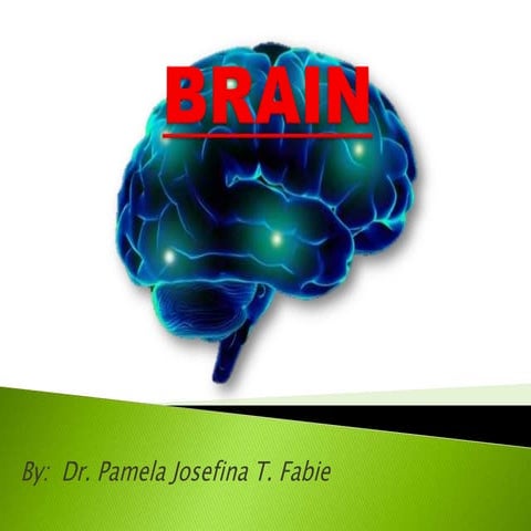 Brain