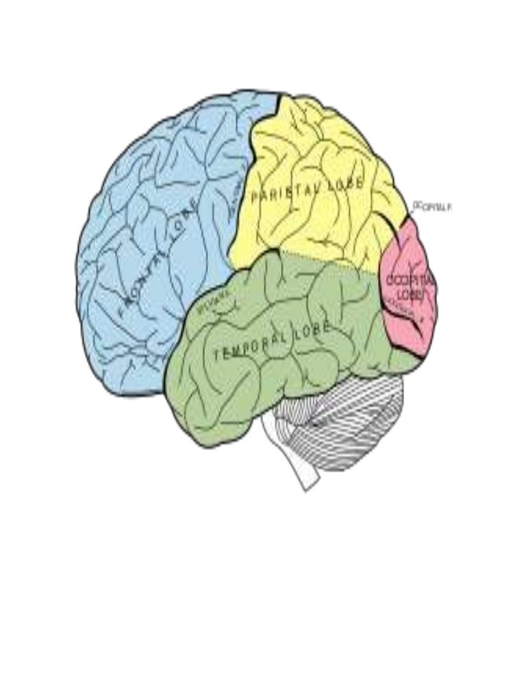 Brain Lobes Diagram Unlabeled - Aflam-Neeeak