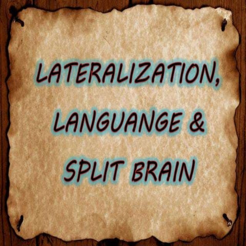 Lateralization, Language,& Split Brain