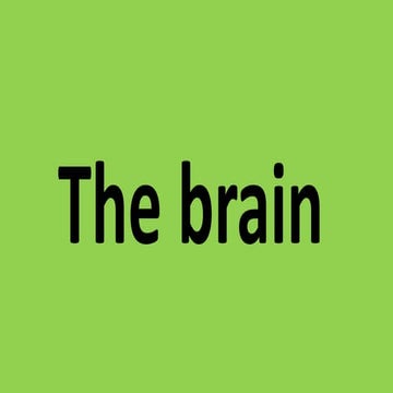The brain